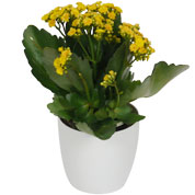 Kalanchoe amarelo + Cachep Branco